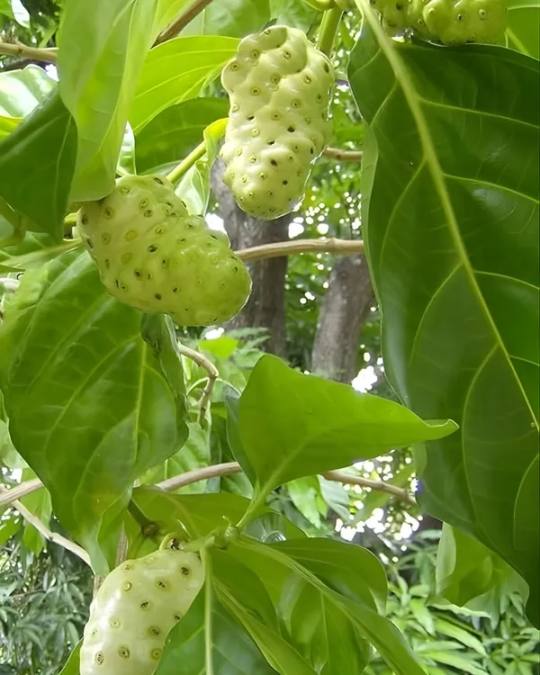 Morinda_(Noni)_Fruit_Plant_|_Grafted_High-Yield_Variety_|_Medicinal_Superfruit_|_Fast_Growing_|_Ideal_for_Pots_&_Gardens_|_Healthy_Live_Plant_Guaranteed