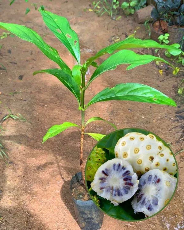 Morinda_(Noni)_Fruit_Plant_|_Grafted_High-Yield_Variety_|_Medicinal_Superfruit_|_Fast_Growing_|_Ideal_for_Pots_&_Gardens_|_Healthy_Live_Plant_Guaranteed
