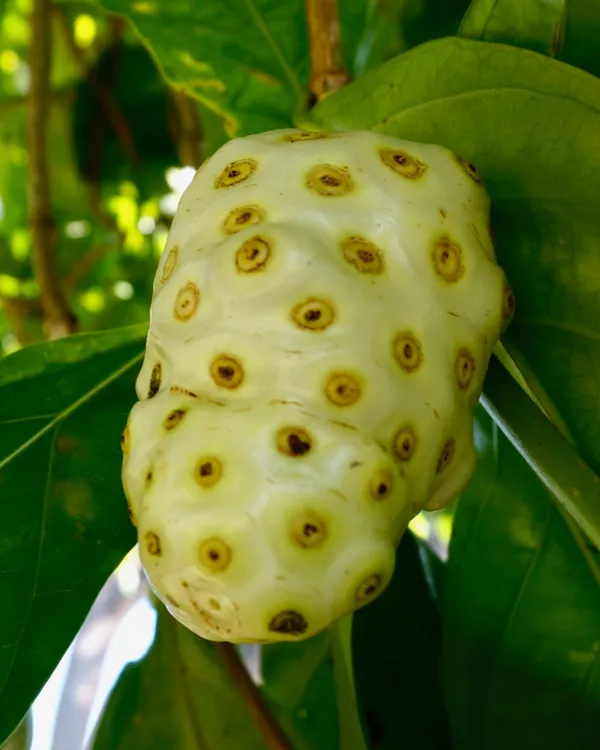 Morinda_(Noni)_Fruit_Plant_|_Grafted_High-Yield_Variety_|_Medicinal_Superfruit_|_Fast_Growing_|_Ideal_for_Pots_&_Gardens_|_Healthy_Live_Plant_Guaranteed