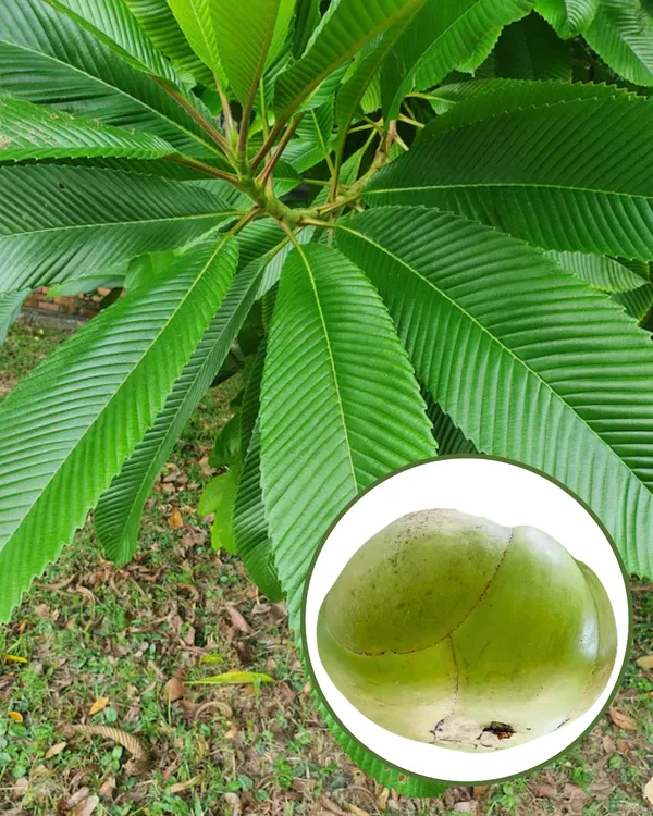 Elephant_Apple_(Chalta)_Plant_|_Grafted_High-Yield_Tropical_Variety_|_Tangy_Aromatic_Fruits_|_Fast_Growing_|_Ideal_for_Pots_&_Gardens_|_Healthy_Live_Plant_Guaranteed