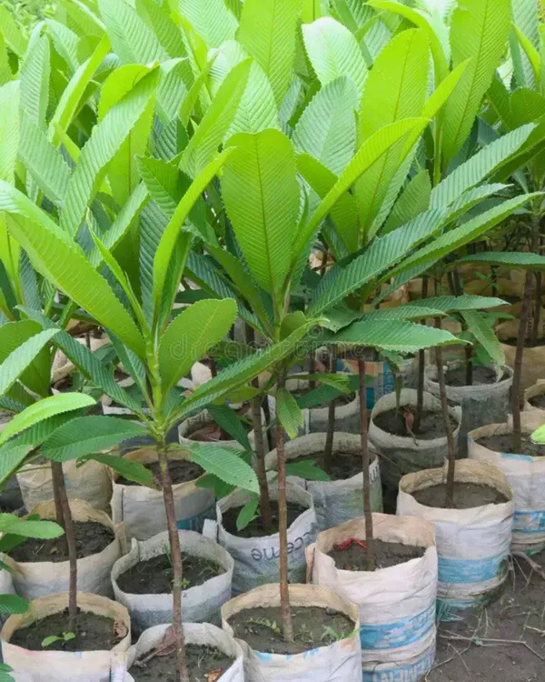 Elephant_Apple_(Chalta)_Plant_|_Grafted_High-Yield_Tropical_Variety_|_Tangy_Aromatic_Fruits_|_Fast_Growing_|_Ideal_for_Pots_&_Gardens_|_Healthy_Live_Plant_Guaranteed