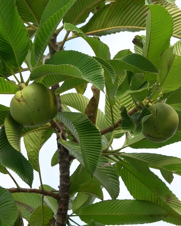 Elephant_Apple_(Chalta)_Plant_|_Grafted_High-Yield_Tropical_Variety_|_Tangy_Aromatic_Fruits_|_Fast_Growing_|_Ideal_for_Pots_&_Gardens_|_Healthy_Live_Plant_Guaranteed