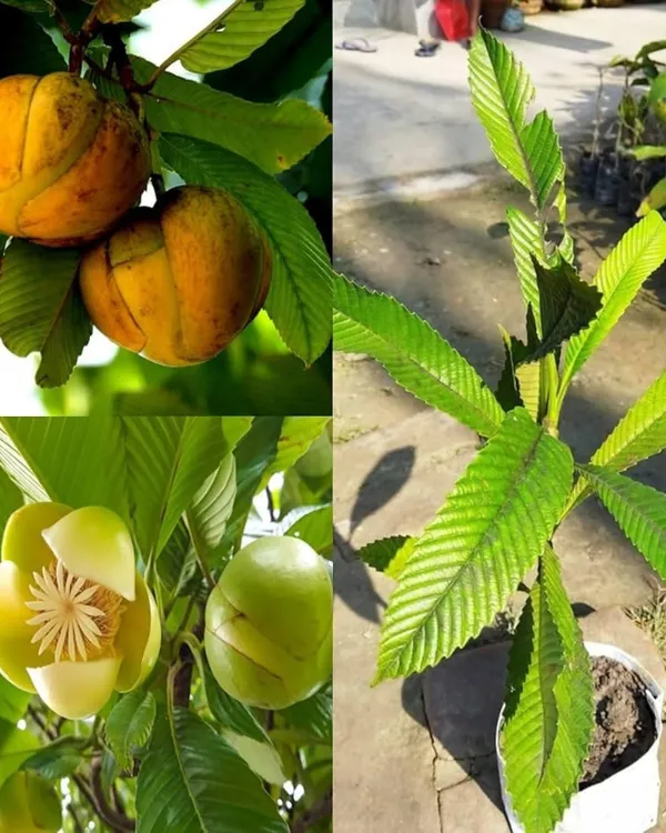 Elephant_Apple_(Chalta)_Plant_|_Grafted_High-Yield_Tropical_Variety_|_Tangy_Aromatic_Fruits_|_Fast_Growing_|_Ideal_for_Pots_&_Gardens_|_Healthy_Live_Plant_Guaranteed