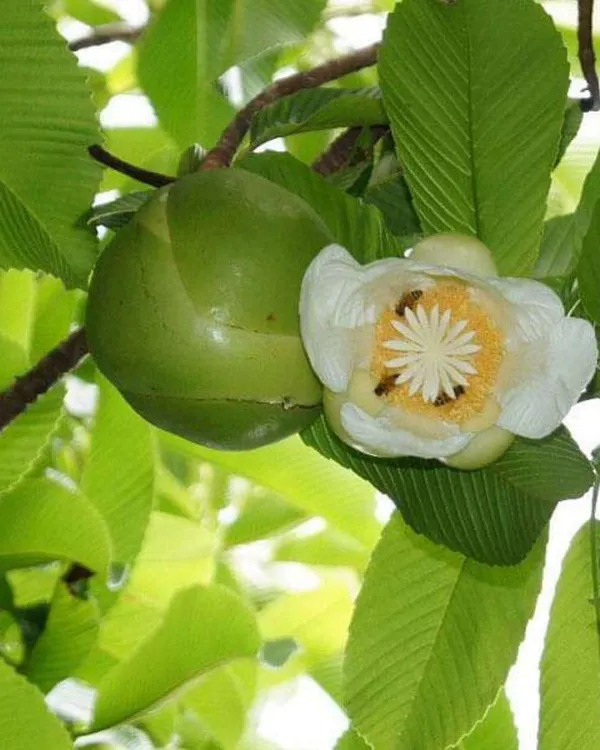Elephant_Apple_(Chalta)_Plant_|_Grafted_High-Yield_Tropical_Variety_|_Tangy_Aromatic_Fruits_|_Fast_Growing_|_Ideal_for_Pots_&_Gardens_|_Healthy_Live_Plant_Guaranteed