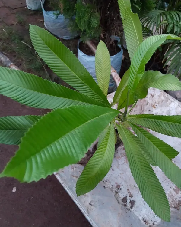 Elephant_Apple_(Chalta)_Plant_|_Grafted_High-Yield_Tropical_Variety_|_Tangy_Aromatic_Fruits_|_Fast_Growing_|_Ideal_for_Pots_&_Gardens_|_Healthy_Live_Plant_Guaranteed