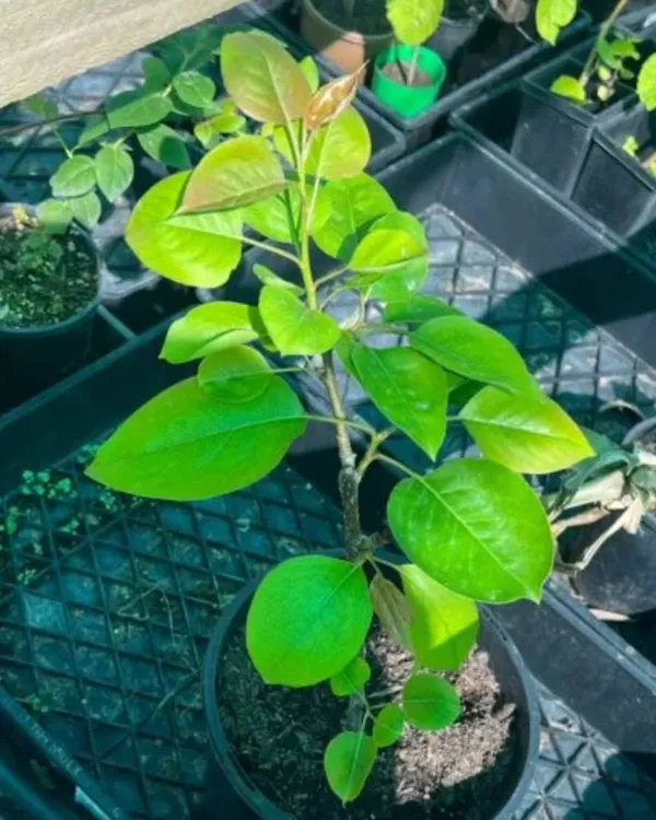 BabuGosha_Red_Pear_Plant_|_Grafted_High-Yield_Variety_|_Sweet_Crisp_Red-Skinned_Pears_|_Fast_Growing_|_Ideal_for_Pots_&_Gardens_|_Healthy_Live_Plant_Guaranteed