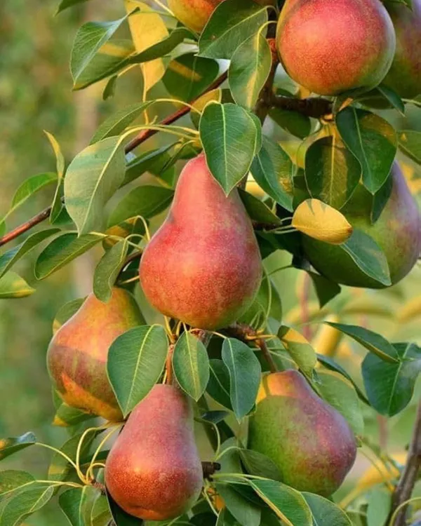 BabuGosha_Red_Pear_Plant_|_Grafted_High-Yield_Variety_|_Sweet_Crisp_Red-Skinned_Pears_|_Fast_Growing_|_Ideal_for_Pots_&_Gardens_|_Healthy_Live_Plant_Guaranteed
