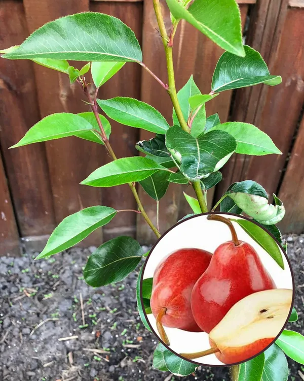 BabuGosha_Red_Pear_Plant_|_Grafted_High-Yield_Variety_|_Sweet_Crisp_Red-Skinned_Pears_|_Fast_Growing_|_Ideal_for_Pots_&_Gardens_|_Healthy_Live_Plant_Guaranteed