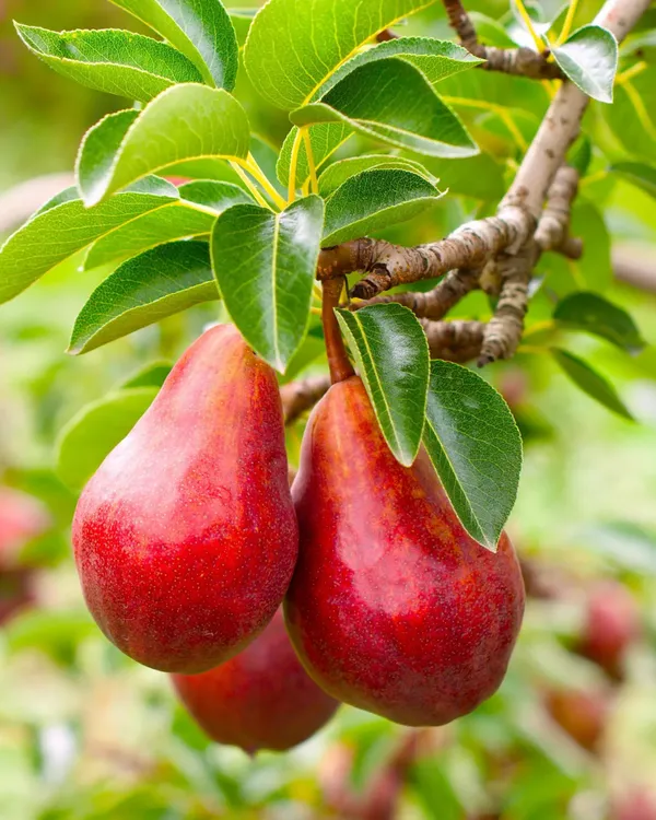 BabuGosha_Red_Pear_Plant_|_Grafted_High-Yield_Variety_|_Sweet_Crisp_Red-Skinned_Pears_|_Fast_Growing_|_Ideal_for_Pots_&_Gardens_|_Healthy_Live_Plant_Guaranteed