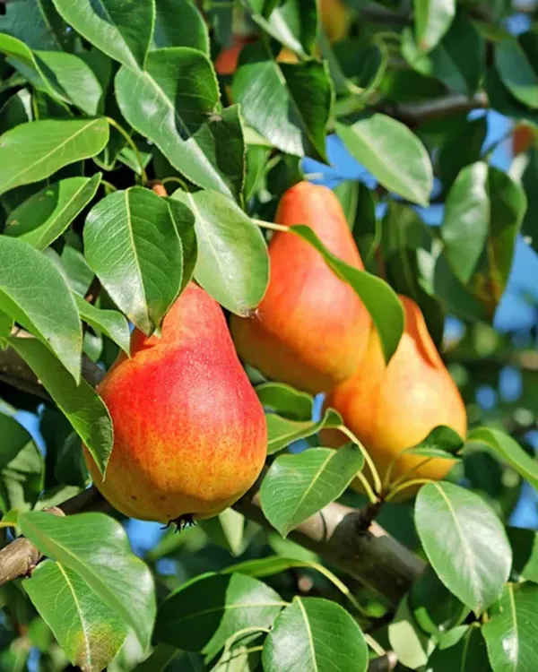BabuGosha_Red_Pear_Plant_|_Grafted_High-Yield_Variety_|_Sweet_Crisp_Red-Skinned_Pears_|_Fast_Growing_|_Ideal_for_Pots_&_Gardens_|_Healthy_Live_Plant_Guaranteed