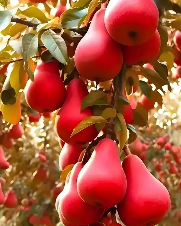 Red_Pear_Plant_|_Grafted_High-Yield_Variety_|_Sweet_Juicy_Red-Skinned_Pears_|_Fast_Growing_|_Ideal_for_Pots_&_Gardens_|_Healthy_Live_Plant_Guaranteed