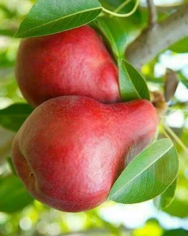 Red_Pear_Plant_|_Grafted_High-Yield_Variety_|_Sweet_Juicy_Red-Skinned_Pears_|_Fast_Growing_|_Ideal_for_Pots_&_Gardens_|_Healthy_Live_Plant_Guaranteed