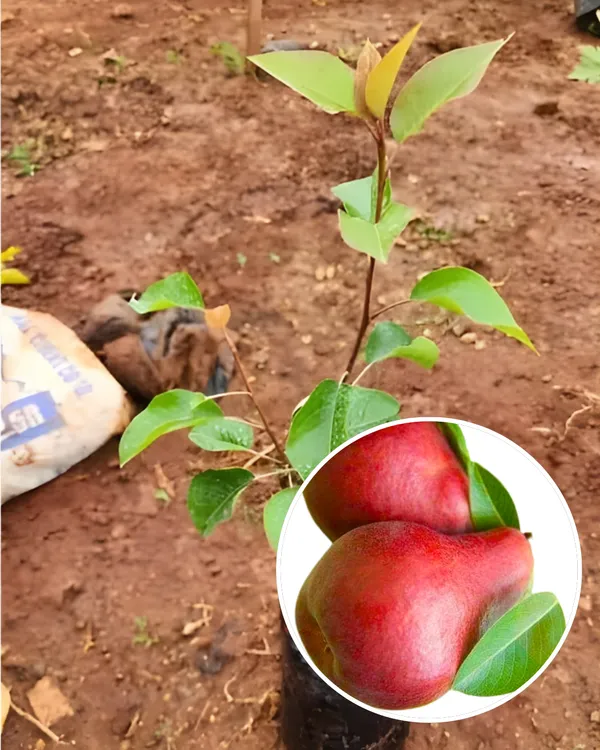 Red_Pear_Plant_|_Grafted_High-Yield_Variety_|_Sweet_Juicy_Red-Skinned_Pears_|_Fast_Growing_|_Ideal_for_Pots_&_Gardens_|_Healthy_Live_Plant_Guaranteed