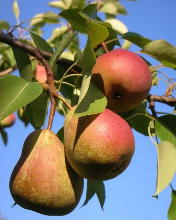 Red_Pear_Plant_|_Grafted_High-Yield_Variety_|_Sweet_Juicy_Red-Skinned_Pears_|_Fast_Growing_|_Ideal_for_Pots_&_Gardens_|_Healthy_Live_Plant_Guaranteed
