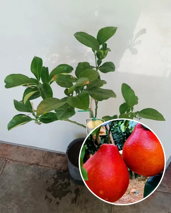Red_Pomelo_(Batabi)_Plant_|_Grafted_High-Yield_Variety_|_Sweet_Red-Pulp_Citrus_|_Large_Juicy_Fruits_|_Ideal_for_Pots_&_Gardens_|_Healthy_Live_Plant_Guaranteed
