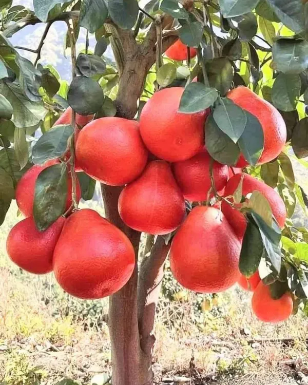 Red_Pomelo_(Batabi)_Plant_|_Grafted_High-Yield_Variety_|_Sweet_Red-Pulp_Citrus_|_Large_Juicy_Fruits_|_Ideal_for_Pots_&_Gardens_|_Healthy_Live_Plant_Guaranteed