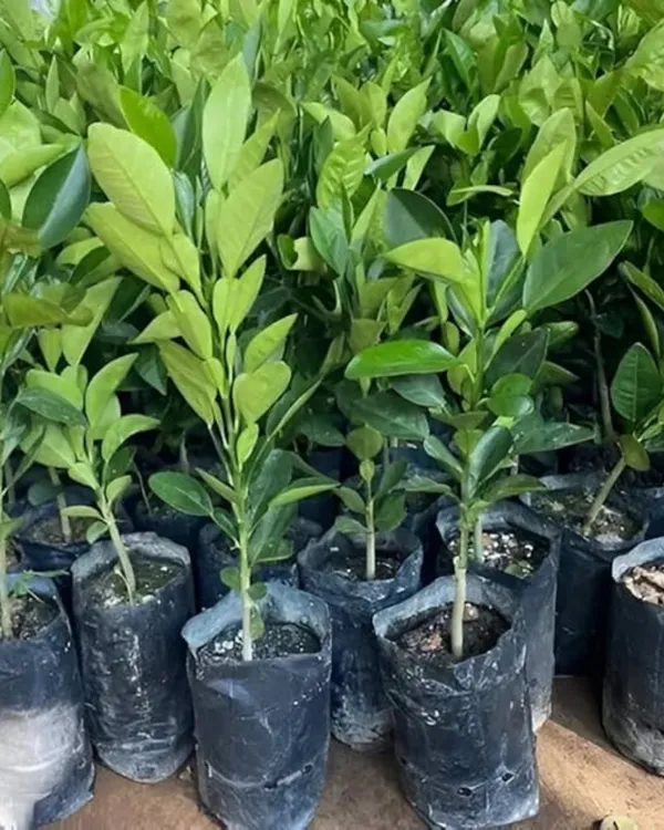 Red_Pomelo_(Batabi)_Plant_|_Grafted_High-Yield_Variety_|_Sweet_Red-Pulp_Citrus_|_Large_Juicy_Fruits_|_Ideal_for_Pots_&_Gardens_|_Healthy_Live_Plant_Guaranteed