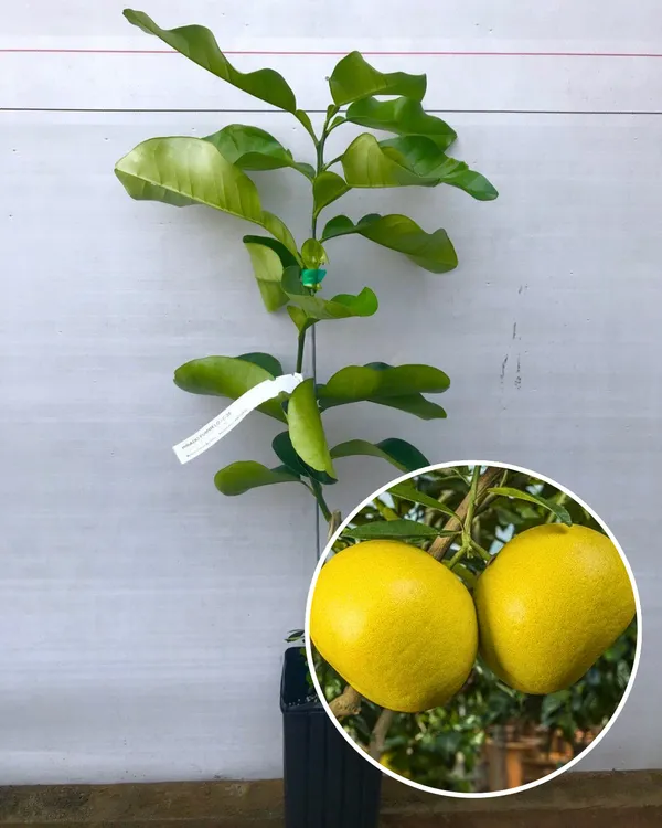 Assembly_All_Time_Batabi_Plant_|_Grafted_High-Yield_Citrus_Variety_|_Sweet_Tangy_Large_Fruits_|_All-Season_Performance_|_Ideal_for_Pots_&_Gardens_|_Healthy_Live_Plant_Guaranteed