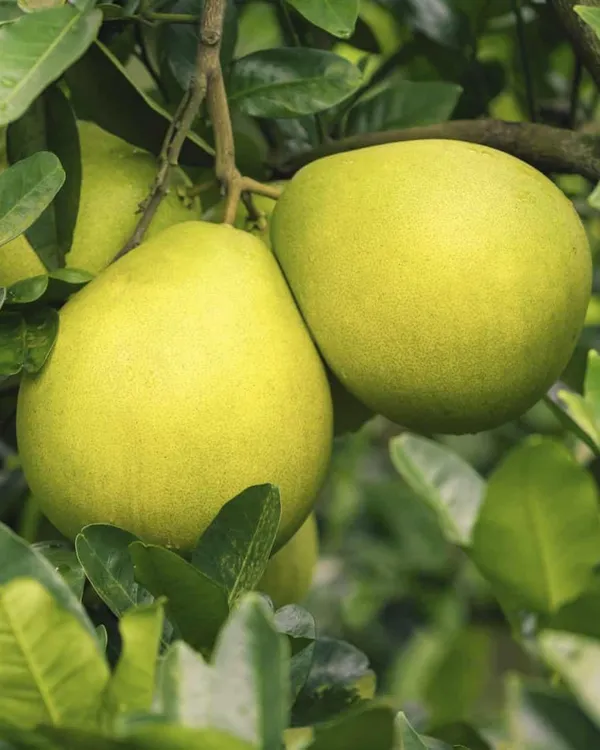 Assembly_All_Time_Batabi_Plant_|_Grafted_High-Yield_Citrus_Variety_|_Sweet_Tangy_Large_Fruits_|_All-Season_Performance_|_Ideal_for_Pots_&_Gardens_|_Healthy_Live_Plant_Guaranteed