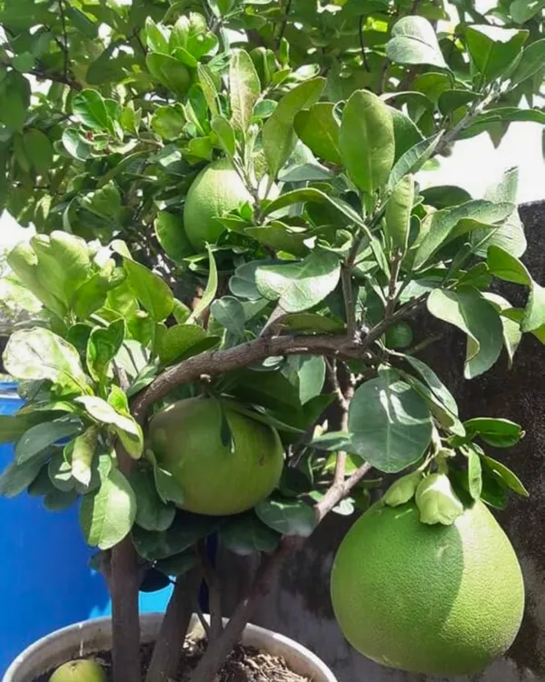 Assembly_All_Time_Batabi_Plant_|_Grafted_High-Yield_Citrus_Variety_|_Sweet_Tangy_Large_Fruits_|_All-Season_Performance_|_Ideal_for_Pots_&_Gardens_|_Healthy_Live_Plant_Guaranteed