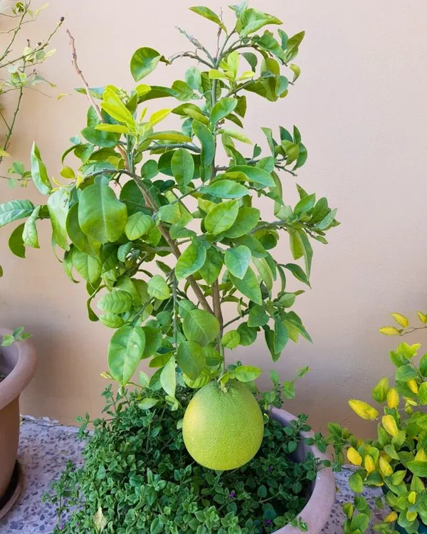 Assembly_All_Time_Batabi_Plant_|_Grafted_High-Yield_Citrus_Variety_|_Sweet_Tangy_Large_Fruits_|_All-Season_Performance_|_Ideal_for_Pots_&_Gardens_|_Healthy_Live_Plant_Guaranteed