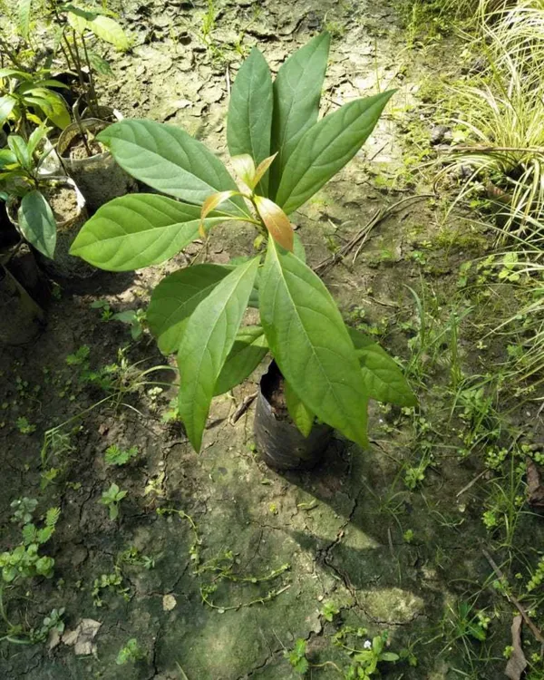 Assembly_All_Time_Batabi_Plant_|_Grafted_High-Yield_Citrus_Variety_|_Sweet_Tangy_Large_Fruits_|_All-Season_Performance_|_Ideal_for_Pots_&_Gardens_|_Healthy_Live_Plant_Guaranteed