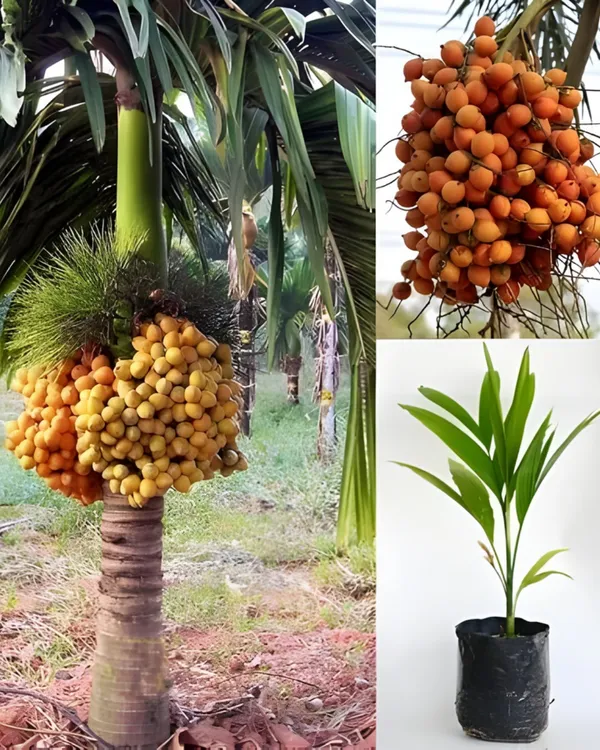 Betel_Nut_(Supari)_Plant_|_Grafted_Assam_Premium_Variety_|_3-Year_Early_Fruiting_|_High_Yield_|_Ideal_for_Pots_&_Gardens_|_Healthy_Live_Plant_Guaranteed