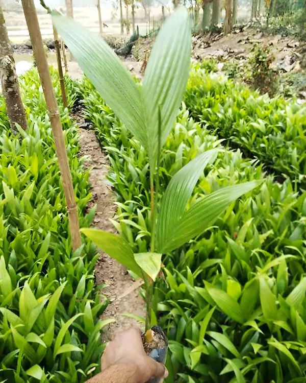 Betel_Nut_(Supari)_Plant_|_Grafted_Assam_Premium_Variety_|_3-Year_Early_Fruiting_|_High_Yield_|_Ideal_for_Pots_&_Gardens_|_Healthy_Live_Plant_Guaranteed