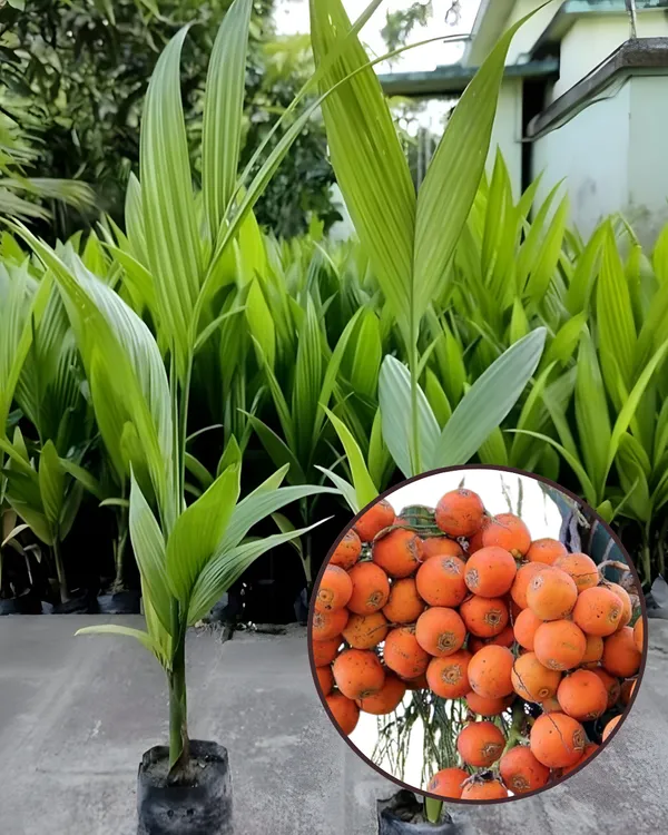 Betel_Nut_(Supari)_Plant_|_Grafted_Assam_Premium_Variety_|_3-Year_Early_Fruiting_|_High_Yield_|_Ideal_for_Pots_&_Gardens_|_Healthy_Live_Plant_Guaranteed