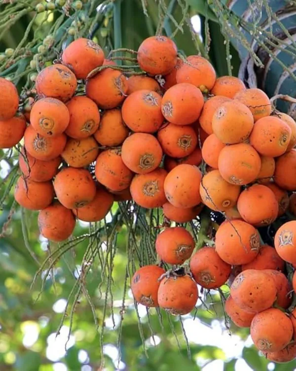 Betel_Nut_(Supari)_Plant_|_Grafted_Assam_Premium_Variety_|_3-Year_Early_Fruiting_|_High_Yield_|_Ideal_for_Pots_&_Gardens_|_Healthy_Live_Plant_Guaranteed