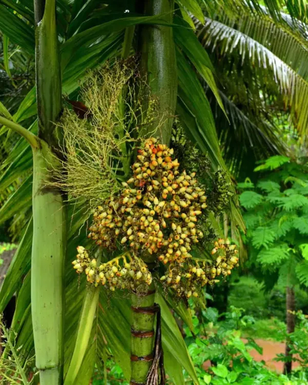 Betel_Nut_(Supari)_Plant_|_Grafted_Assam_Premium_Variety_|_3-Year_Early_Fruiting_|_High_Yield_|_Ideal_for_Pots_&_Gardens_|_Healthy_Live_Plant_Guaranteed