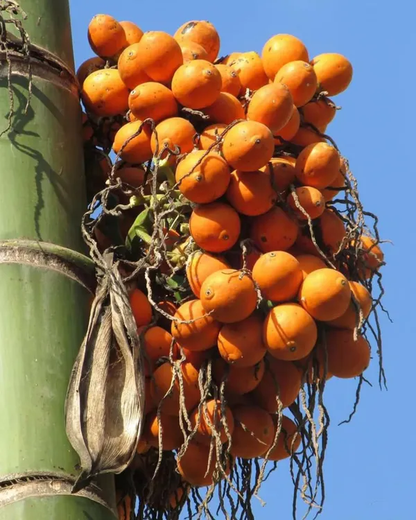 Betel_Nut_(Supari)_Plant_|_Grafted_Assam_Premium_Variety_|_3-Year_Early_Fruiting_|_High_Yield_|_Ideal_for_Pots_&_Gardens_|_Healthy_Live_Plant_Guaranteed
