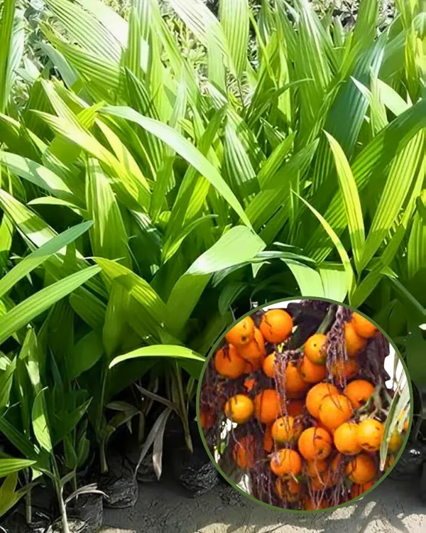 Inter_Mangala_Supari_Plant_|_Grafted_High-Yield_Variety_|_Early_Fruiting_Betel_Nut_|_Fast_Growing_|_Ideal_for_Pots_&_Gardens_|_Healthy_Live_Plant_Guaranteed