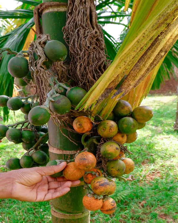 Inter_Mangala_Supari_Plant_|_Grafted_High-Yield_Variety_|_Early_Fruiting_Betel_Nut_|_Fast_Growing_|_Ideal_for_Pots_&_Gardens_|_Healthy_Live_Plant_Guaranteed