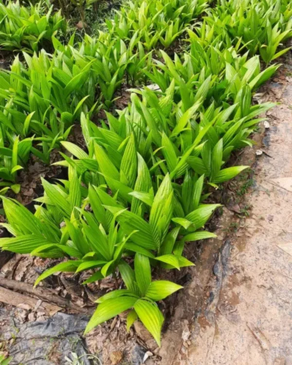 Inter_Mangala_Supari_Plant_|_Grafted_High-Yield_Variety_|_Early_Fruiting_Betel_Nut_|_Fast_Growing_|_Ideal_for_Pots_&_Gardens_|_Healthy_Live_Plant_Guaranteed
