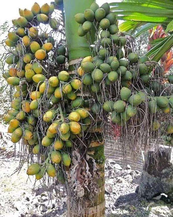 Inter_Mangala_Supari_Plant_|_Grafted_High-Yield_Variety_|_Early_Fruiting_Betel_Nut_|_Fast_Growing_|_Ideal_for_Pots_&_Gardens_|_Healthy_Live_Plant_Guaranteed