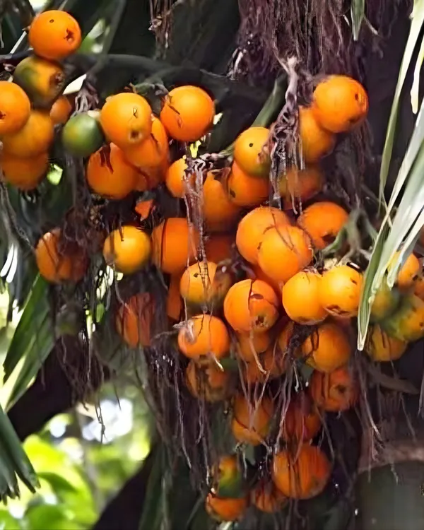 Inter_Mangala_Supari_Plant_|_Grafted_High-Yield_Variety_|_Early_Fruiting_Betel_Nut_|_Fast_Growing_|_Ideal_for_Pots_&_Gardens_|_Healthy_Live_Plant_Guaranteed