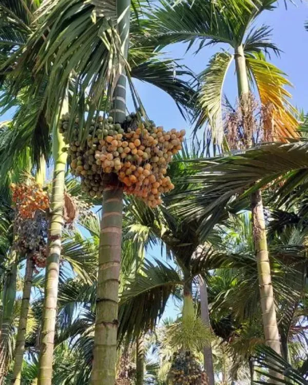 Inter_Mangala_Supari_Plant_|_Grafted_High-Yield_Variety_|_Early_Fruiting_Betel_Nut_|_Fast_Growing_|_Ideal_for_Pots_&_Gardens_|_Healthy_Live_Plant_Guaranteed