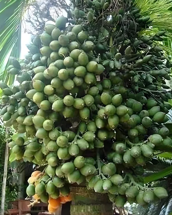Mohit_Nagar_Supari_Plant_|_Grafted_High-Yield_Betel_Nut_Variety_|_Early_Fruiting_|_Fast_Growing_|_Ideal_for_Pots_&_Gardens_|_Healthy_Live_Plant_Guaranteed