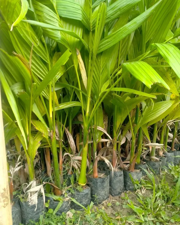 Mohit_Nagar_Supari_Plant_|_Grafted_High-Yield_Betel_Nut_Variety_|_Early_Fruiting_|_Fast_Growing_|_Ideal_for_Pots_&_Gardens_|_Healthy_Live_Plant_Guaranteed