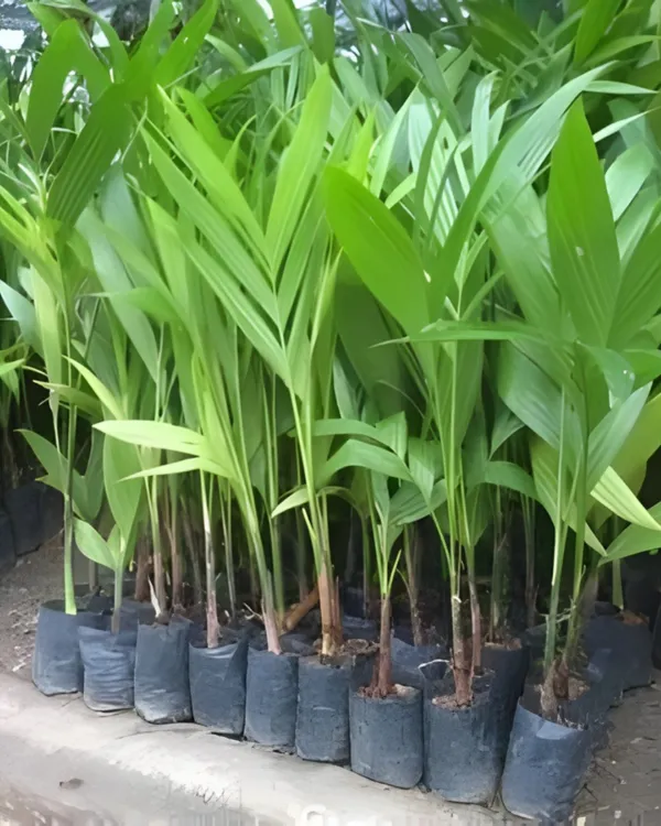 Mohit_Nagar_Supari_Plant_|_Grafted_High-Yield_Betel_Nut_Variety_|_Early_Fruiting_|_Fast_Growing_|_Ideal_for_Pots_&_Gardens_|_Healthy_Live_Plant_Guaranteed