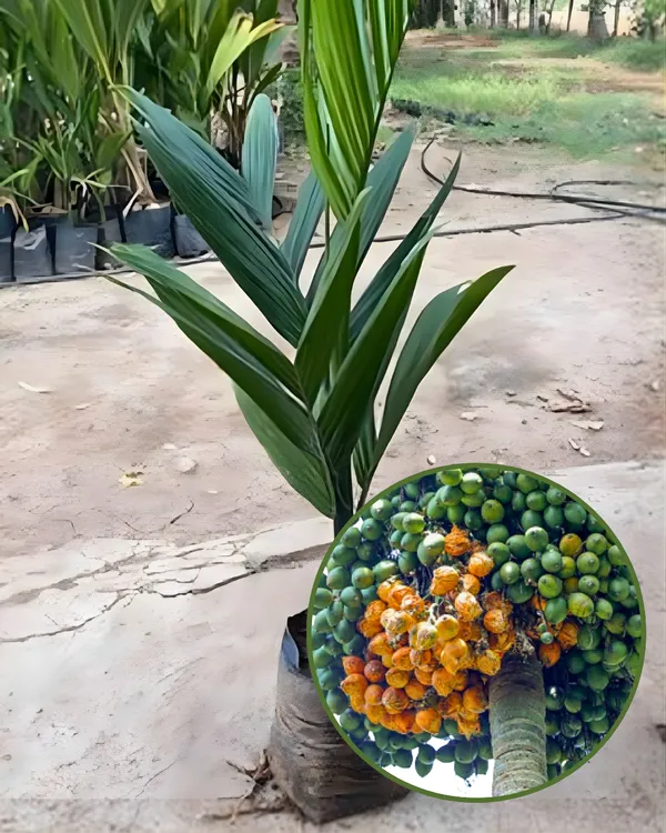 Mohit_Nagar_Supari_Plant_|_Grafted_High-Yield_Betel_Nut_Variety_|_Early_Fruiting_|_Fast_Growing_|_Ideal_for_Pots_&_Gardens_|_Healthy_Live_Plant_Guaranteed