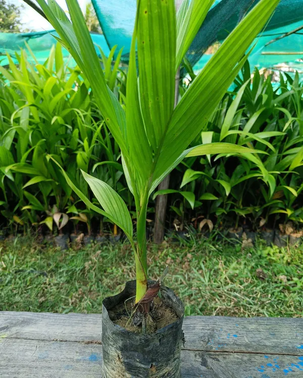 Mohit_Nagar_Supari_Plant_|_Grafted_High-Yield_Betel_Nut_Variety_|_Early_Fruiting_|_Fast_Growing_|_Ideal_for_Pots_&_Gardens_|_Healthy_Live_Plant_Guaranteed