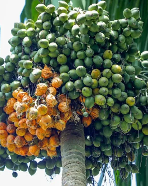 Mohit_Nagar_Supari_Plant_|_Grafted_High-Yield_Betel_Nut_Variety_|_Early_Fruiting_|_Fast_Growing_|_Ideal_for_Pots_&_Gardens_|_Healthy_Live_Plant_Guaranteed