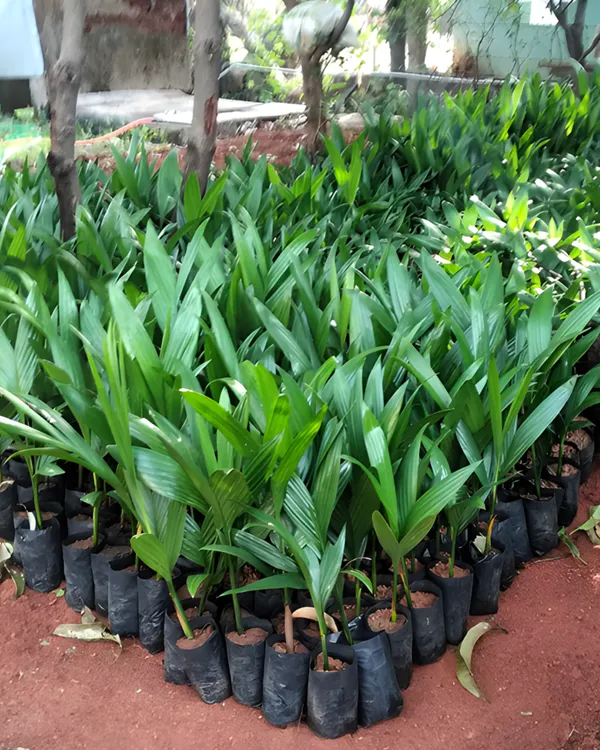 Mohit_Nagar_Supari_Plant_|_Grafted_High-Yield_Betel_Nut_Variety_|_Early_Fruiting_|_Fast_Growing_|_Ideal_for_Pots_&_Gardens_|_Healthy_Live_Plant_Guaranteed