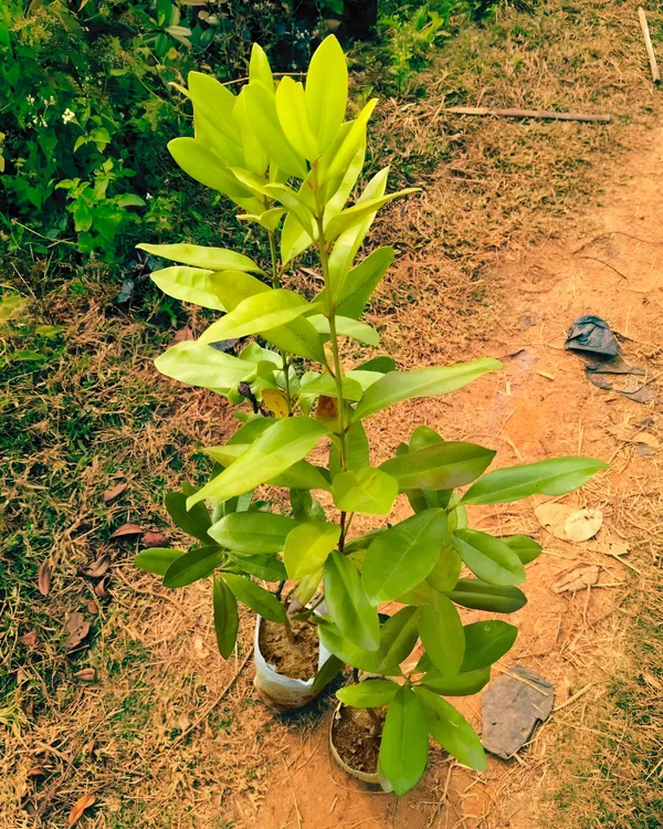 All_Spice_Plant_|_Grafted_Multi-Spice_Variety_|_Fragrant_Leaves_&_Aroma-Rich_Growth_|_Fast_Growing_|_Ideal_for_Pots_&_Kitchens_|_Healthy_Live_Plant_Guaranteed
