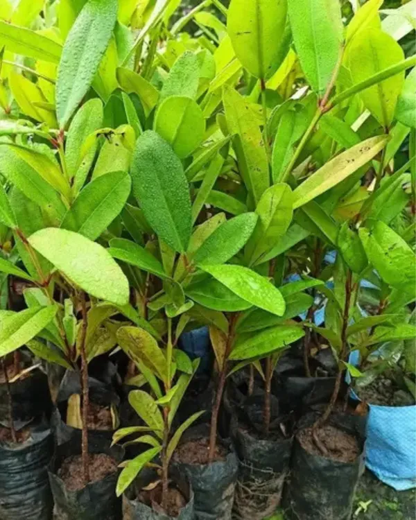 All_Spice_Plant_|_Grafted_Multi-Spice_Variety_|_Fragrant_Leaves_&_Aroma-Rich_Growth_|_Fast_Growing_|_Ideal_for_Pots_&_Kitchens_|_Healthy_Live_Plant_Guaranteed