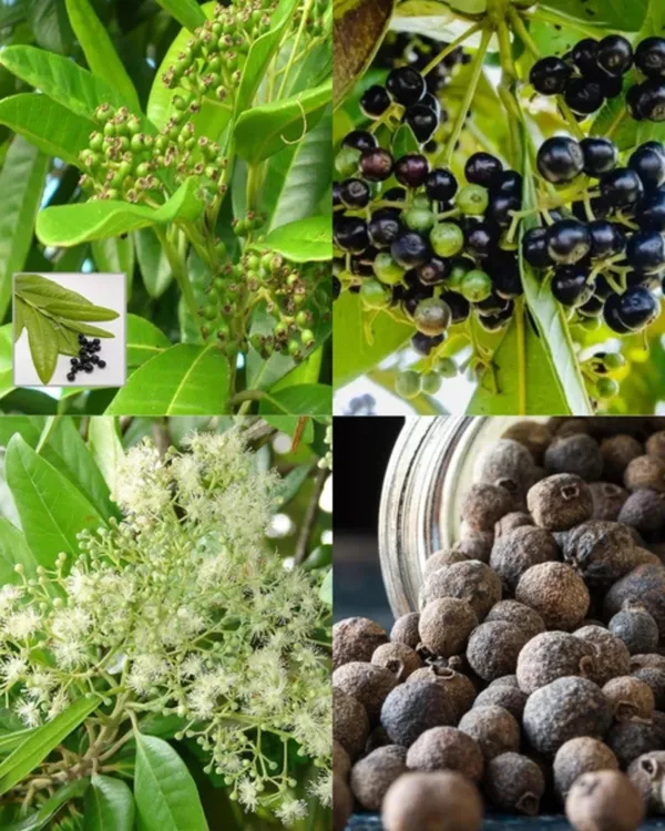 All_Spice_Plant_|_Grafted_Multi-Spice_Variety_|_Fragrant_Leaves_&_Aroma-Rich_Growth_|_Fast_Growing_|_Ideal_for_Pots_&_Kitchens_|_Healthy_Live_Plant_Guaranteed