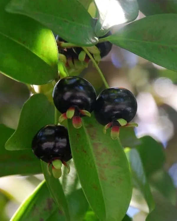 All_Spice_Plant_|_Grafted_Multi-Spice_Variety_|_Fragrant_Leaves_&_Aroma-Rich_Growth_|_Fast_Growing_|_Ideal_for_Pots_&_Kitchens_|_Healthy_Live_Plant_Guaranteed