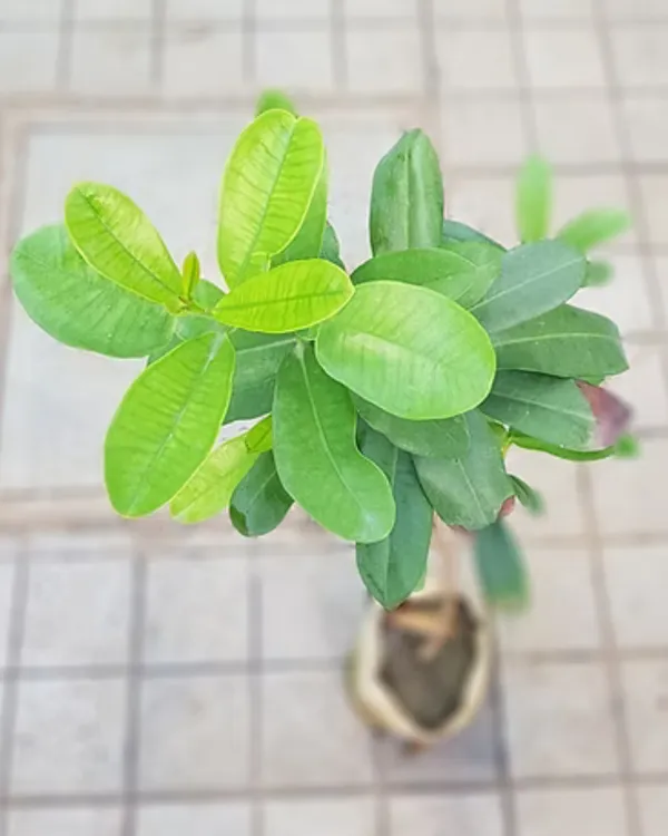 All_Spice_Plant_|_Grafted_Multi-Spice_Variety_|_Fragrant_Leaves_&_Aroma-Rich_Growth_|_Fast_Growing_|_Ideal_for_Pots_&_Kitchens_|_Healthy_Live_Plant_Guaranteed
